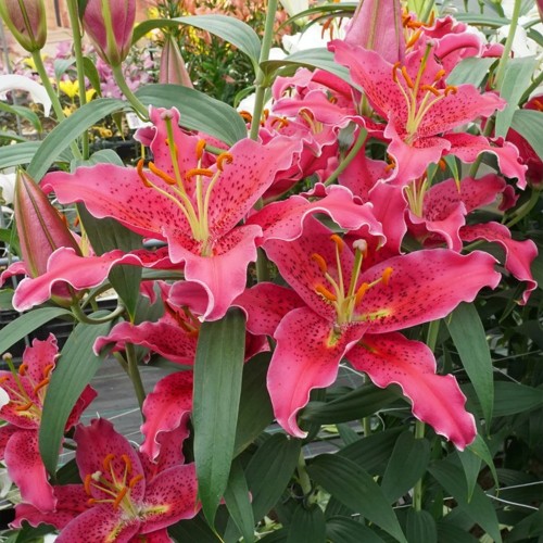 Lilium 'Gomera' - Liilia 'Gomera' P11/0,75L